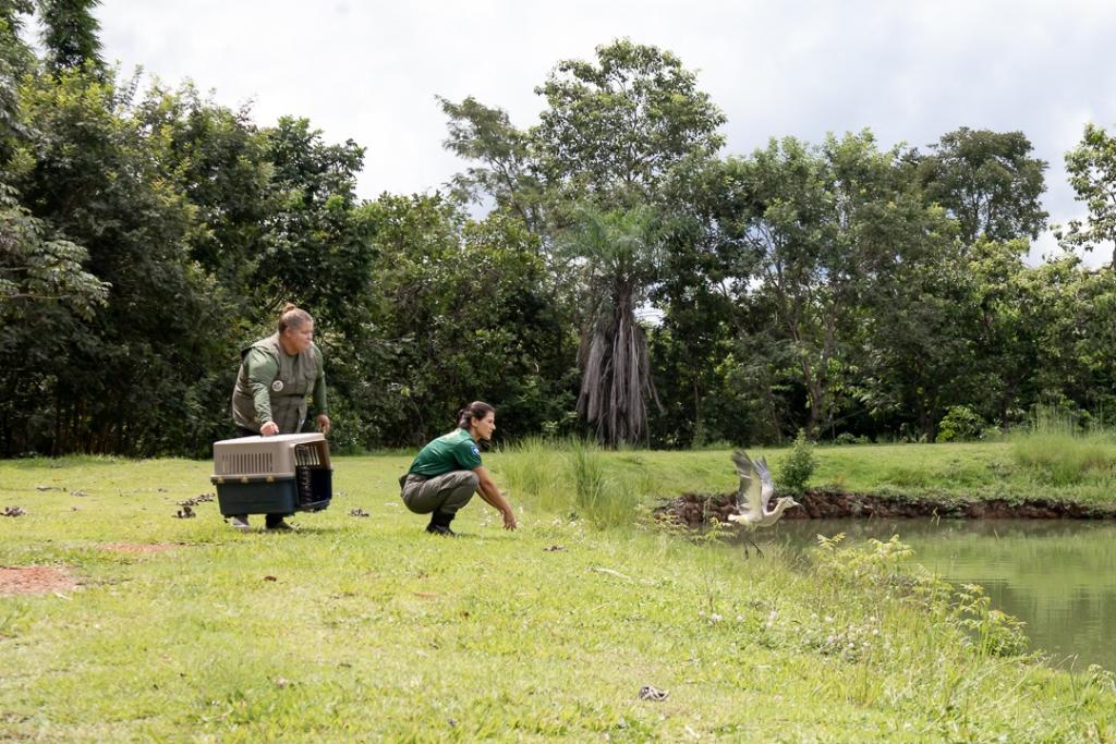 Urutau, maria-faceira e gambá são devolvidos à natureza após reabilitação