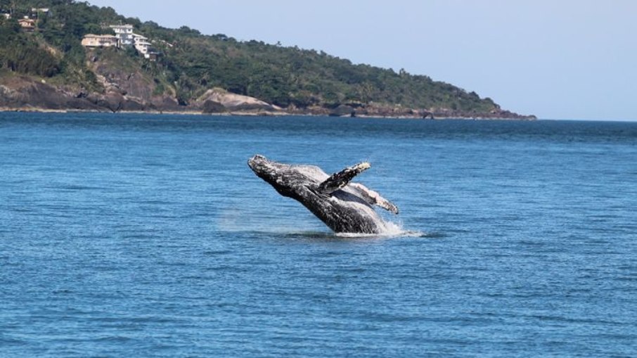 Temporada de baleias em São Sebastião deve atrair 13 mil turistas