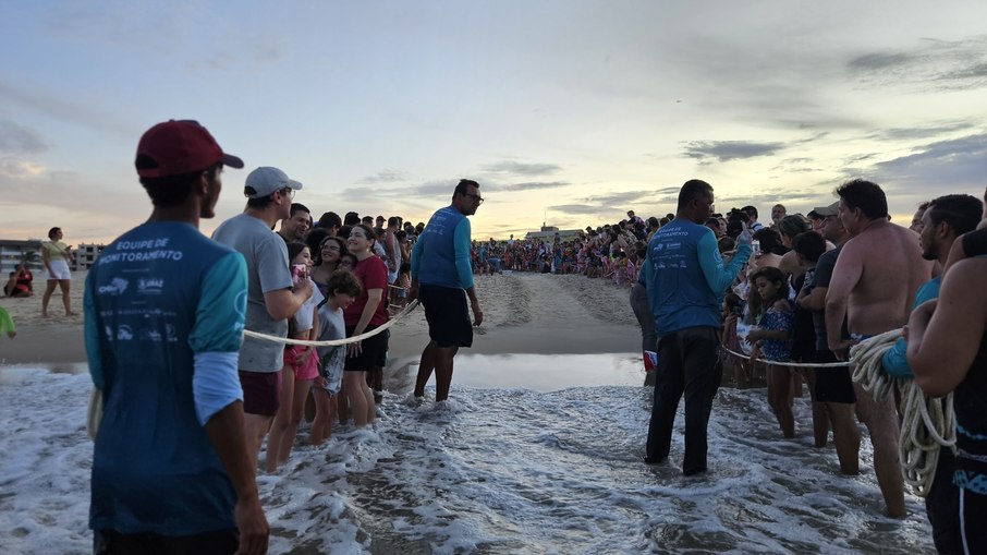 Litoral cearense: um dos maiores berçários de tartarugas marinhas