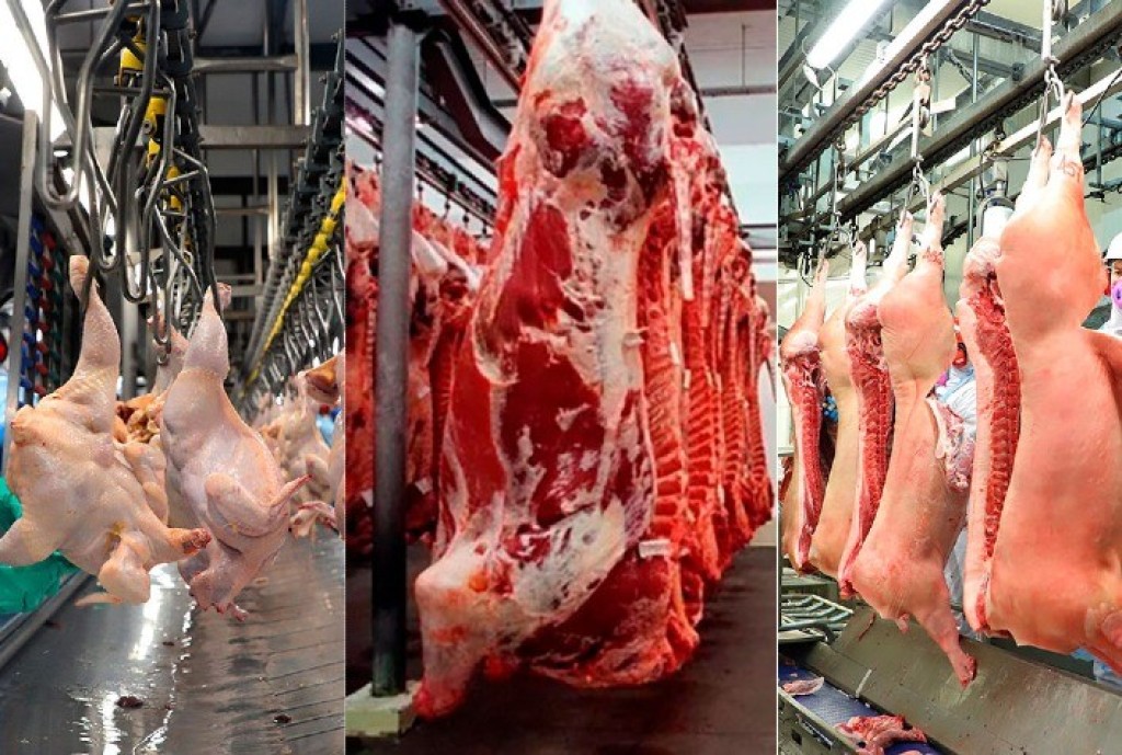 Abate de frangos, bovinos e suínos cresceram no 1º trimestre de 2025