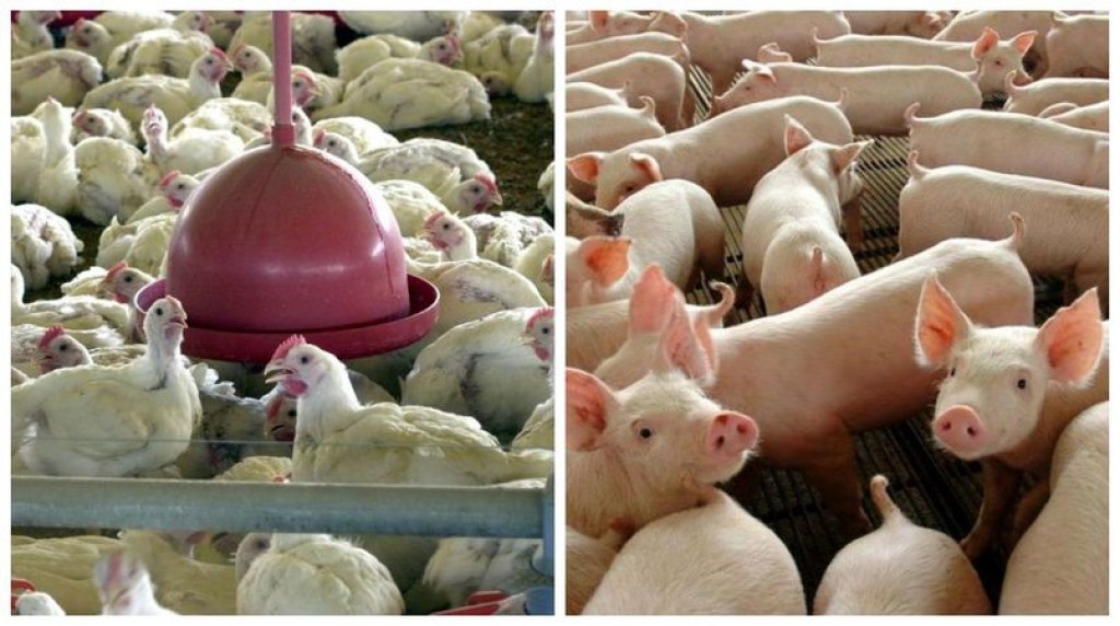 Redução no preço da ração alivia custos da suinocultura e avicultura
