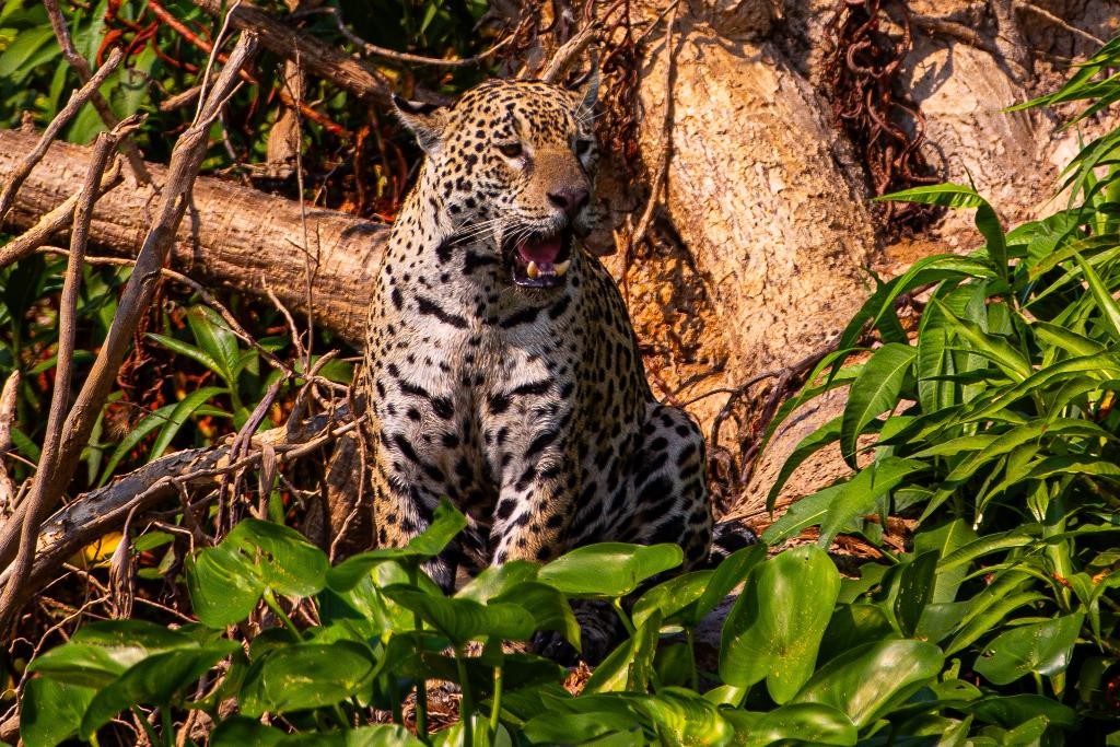 Conselho aprova campanha internacional para posicionar Pantanal como destino de safári