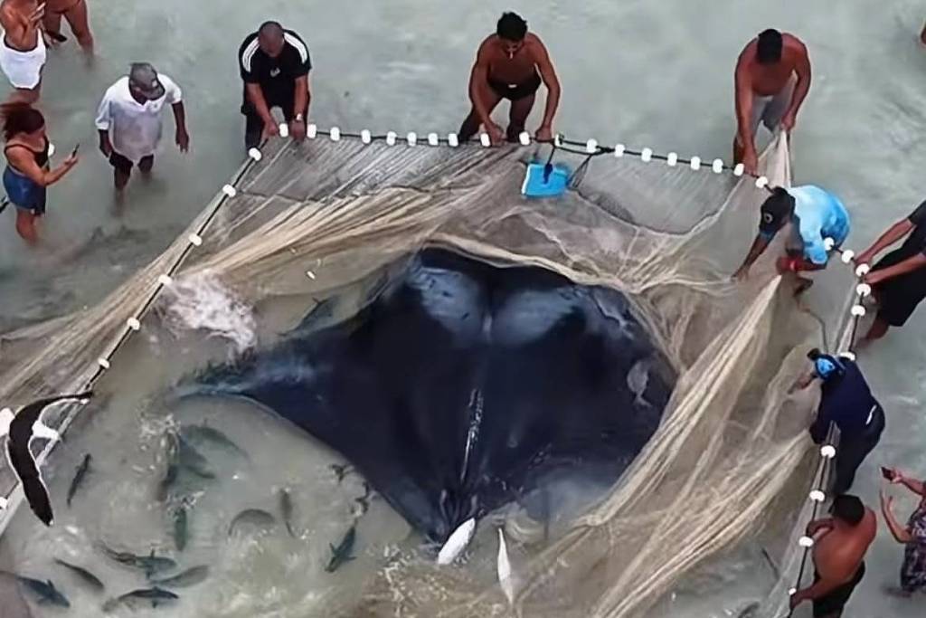 Raia gigante é resgatada por pescadores após ficar presa em rede em Arraial do Cabo
